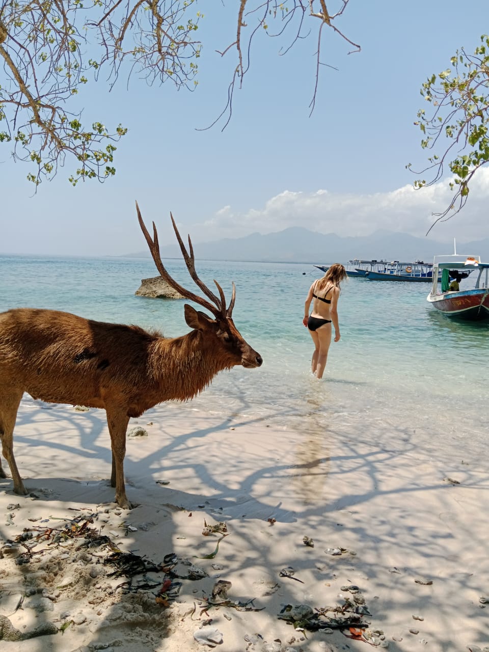 Menjangan island tour