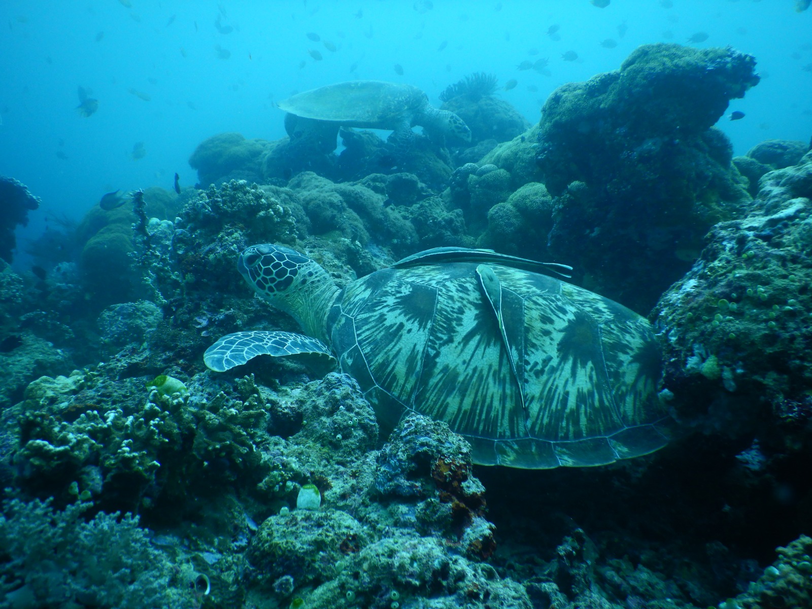 Snorkeling tour